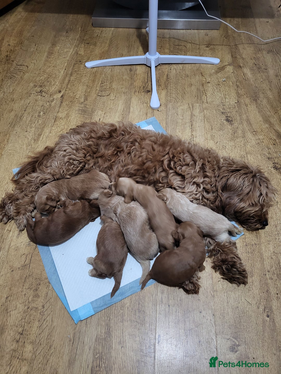Cockapoo dogs for sale: F1B Cockapoo puppy's x6 stunning colours - Image 17