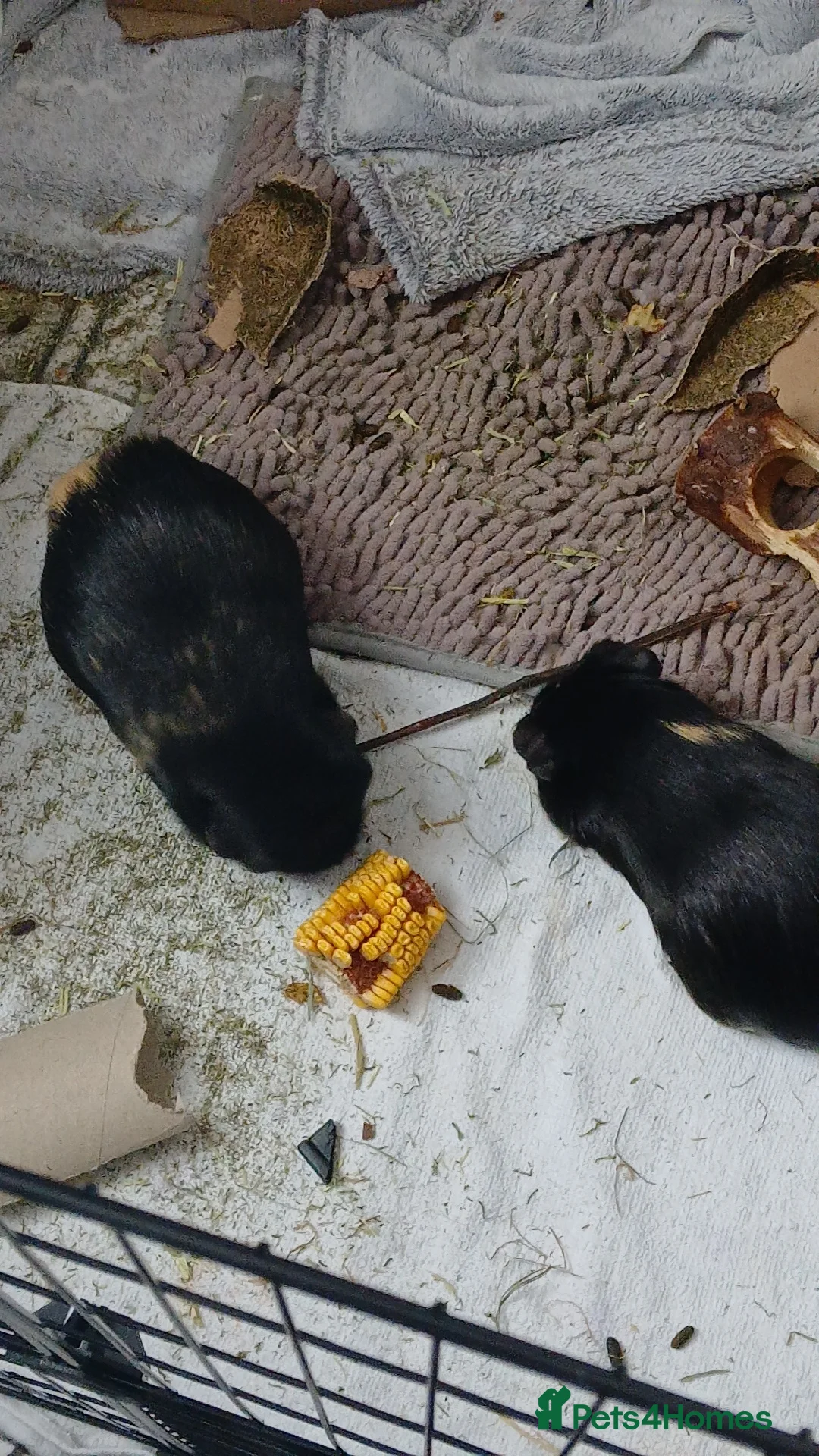 Guinea Pig rodents for sale: 2 Guinea pigs in Bilston - Advert 4