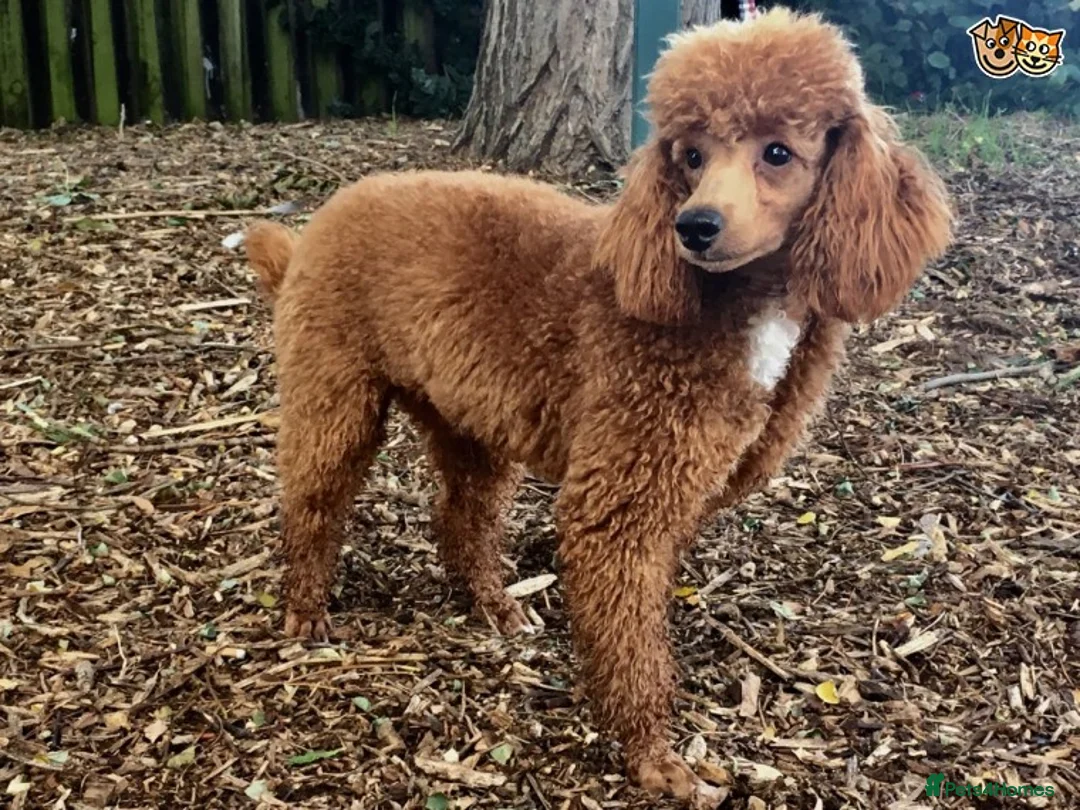 Toy Poodle dogs for stud: Eric Would like to thank everyone, now retired.  - Advert 3
