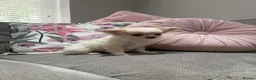 Chihuahua dogs for sale: Outstanding Long Coat Males in Washington - Advert 8