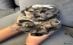 Chow Chow dogs for sale: Chow chow puppies for sale  - Image 4