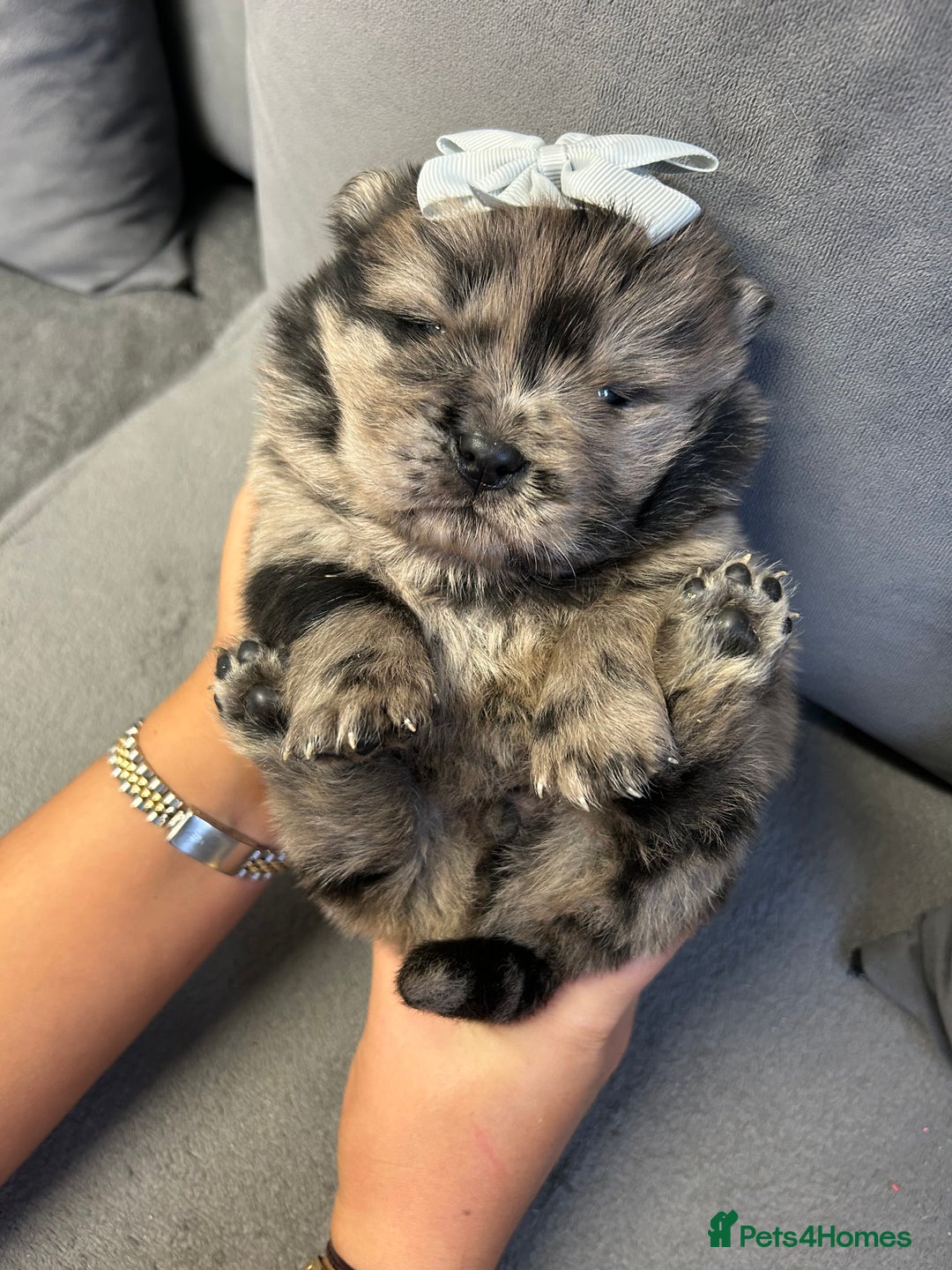 Chow Chow dogs for sale: Chow chow puppies for sale  - Image 4