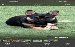 French Bulldog dogs for sale: French Bulldogs - Advert 5