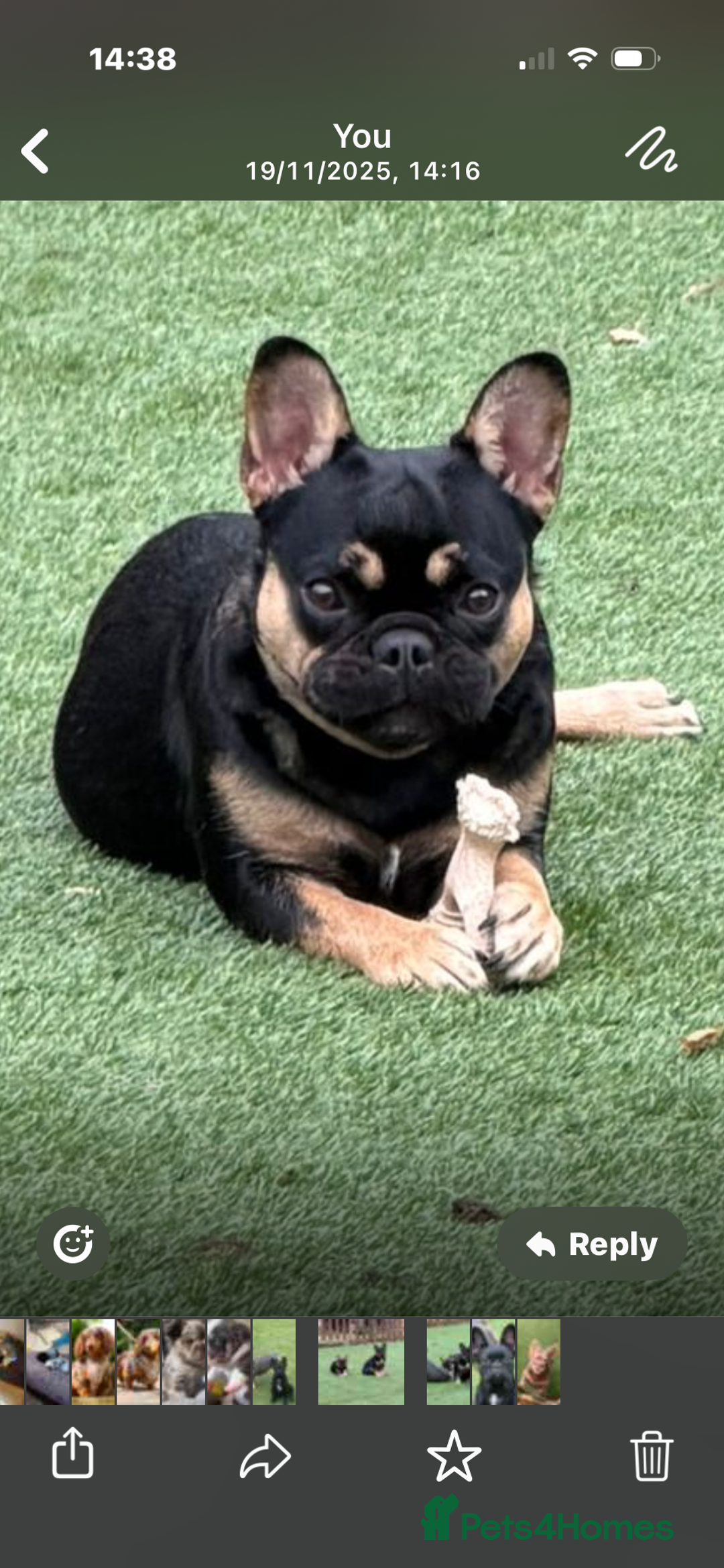 French Bulldog dogs for sale: French Bulldogs - Advert 5