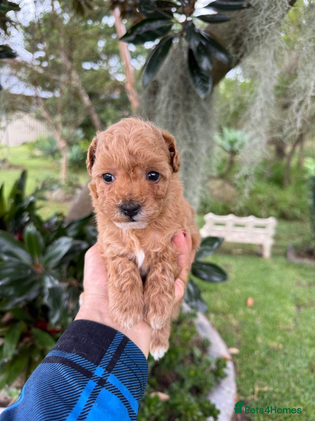 Toy Poodle dogs for sale: Toy poodles need a forever homes - Advert 2