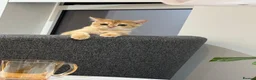 British Shorthair cats for sale: golden british shorthair - Advert 24