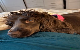 Sprocker dogs for sale: Sprockerspaniel girl age 3 - Image 3