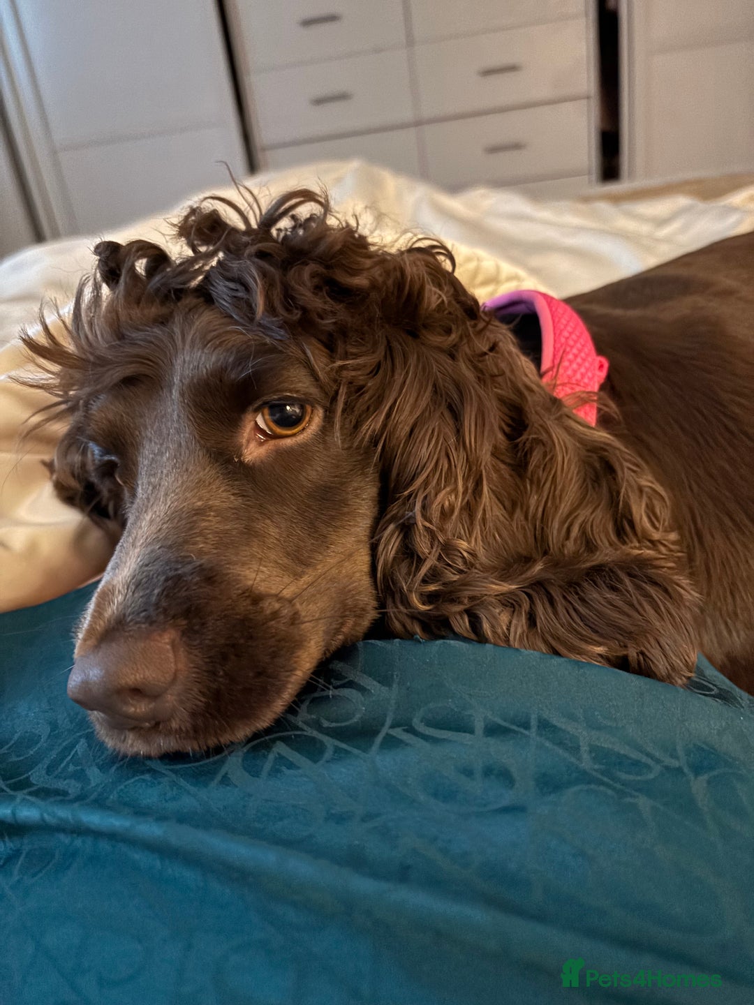 Sprocker dogs for sale: Sprockerspaniel girl age 3 - Image 3