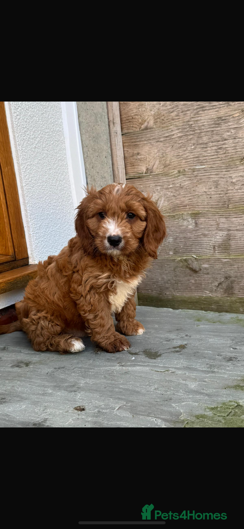 Cavapoo dogs BOY LEFT ♥️ - Advert 6