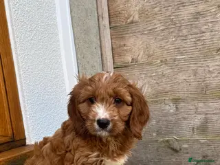 Cavapoo dogs BOY LEFT ♥️ - Advert 6