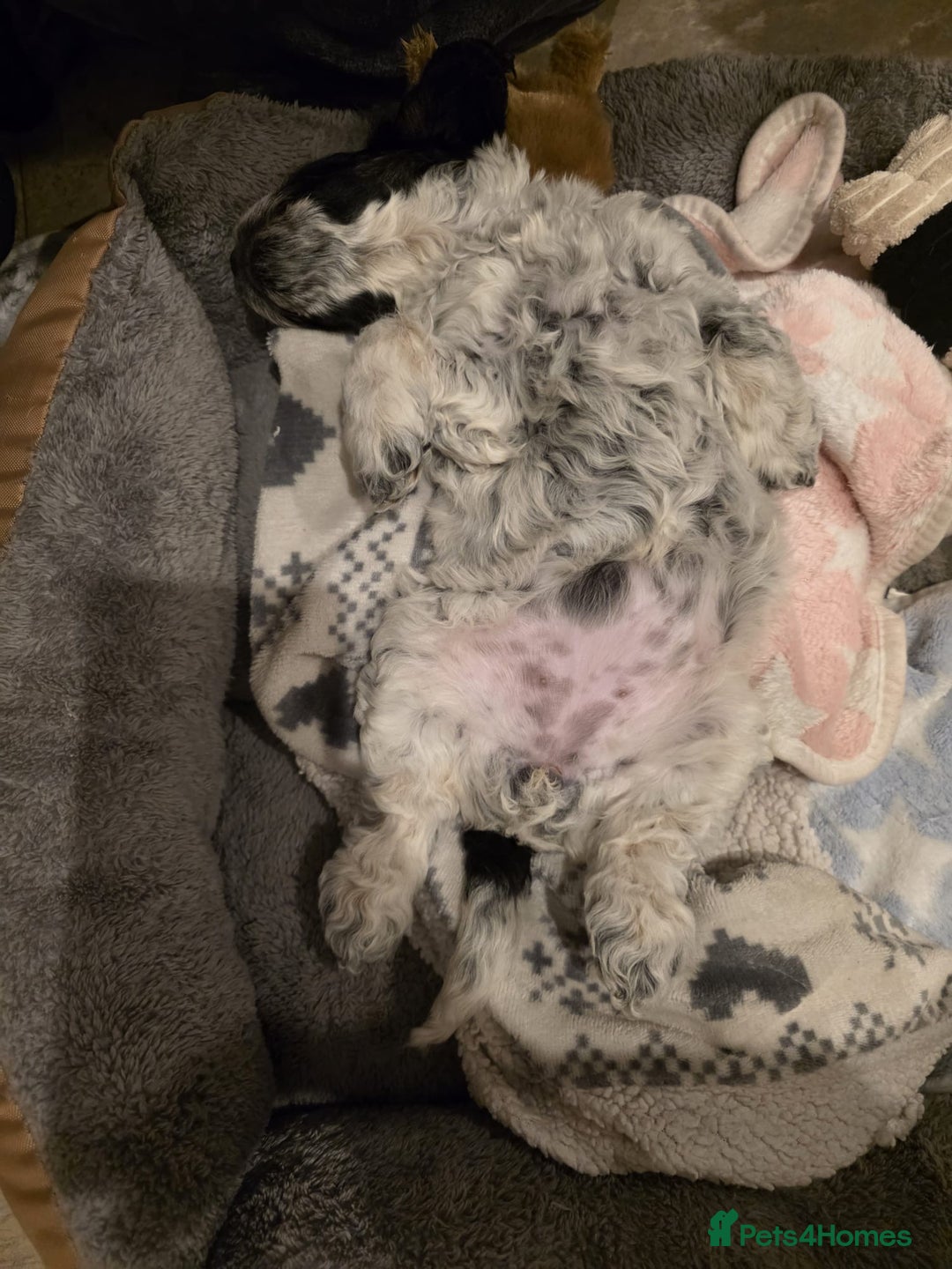 Cockapoo dogs for sale: Blue Roan F2 Female Cockapoo  - Advert 21