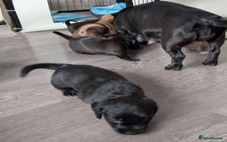 Dachshund dogs for sale: Dachshund x puppies male 2x long haired  - Image 34