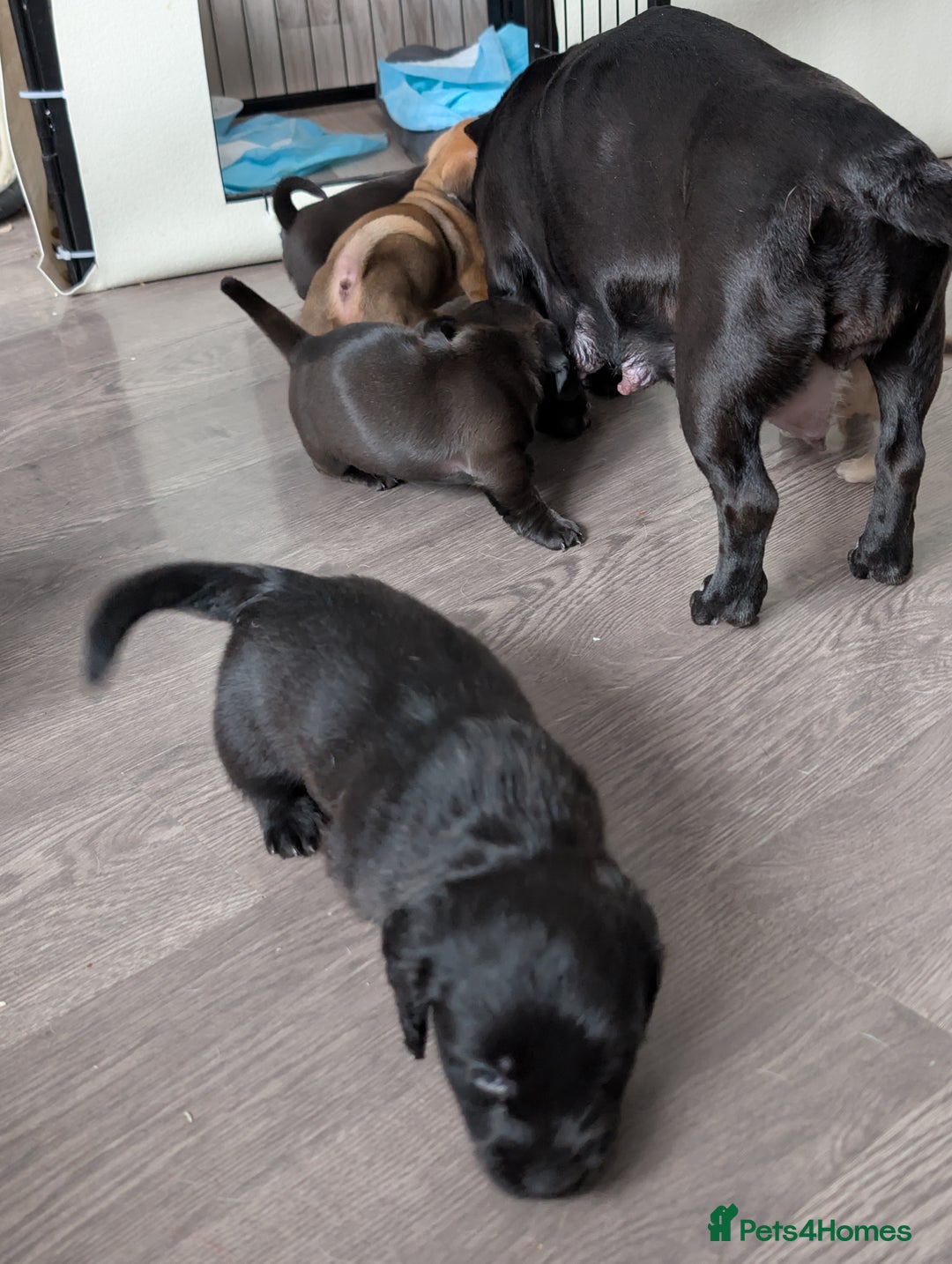 Dachshund dogs for sale: Dachshund x puppies male 2x long haired  - Image 34