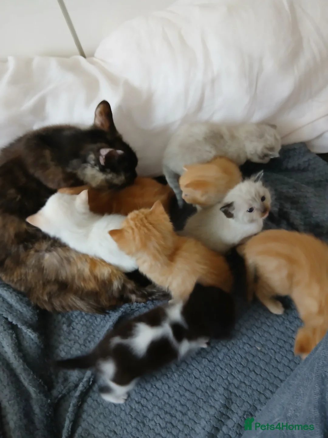 Mixed Breed cats for sale: Blended Ragdoll kittens - Advert 1
