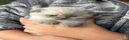 Scottish Fold cats for sale: RARE COLOURS SCOTTISH FOLD KITTENS!  - Advert 6