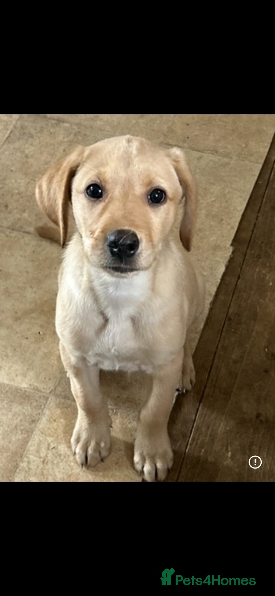 Labrador Retriever dogs Reduced! Fox Red Lab pups KC reg  - Advert 2