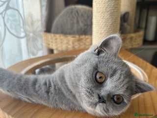 British Shorthair cats British Shorthair GCCF Registered Kittens - Advert 2