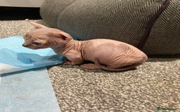 Sphynx cats for sale: Sphynx kittens for sale  - Image 3