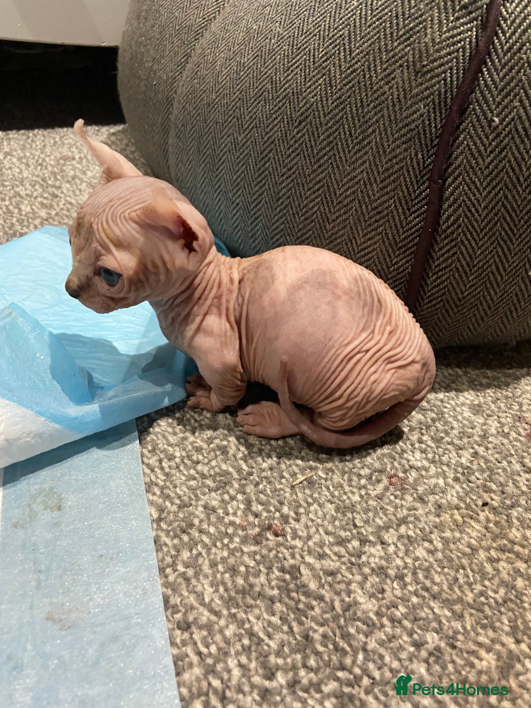Sphynx cats for sale: Sphynx kittens for sale  - Image 3