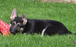 German Shepherd dogs for sale: ⚡RARE EAST EUROPEAN SHEPHERD PUPPIES AVAILABLE⚡ - Image 12