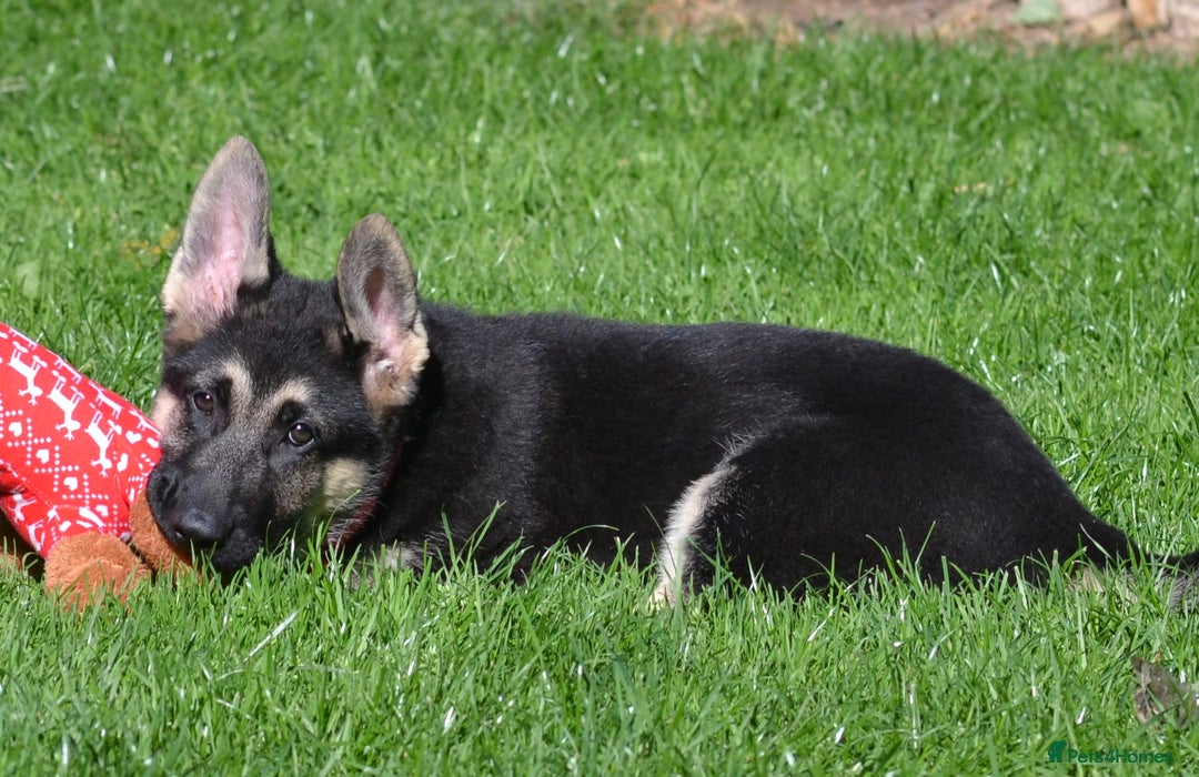 German Shepherd dogs for sale: ⚡RARE EAST EUROPEAN SHEPHERD PUPPIES AVAILABLE⚡ - Image 12