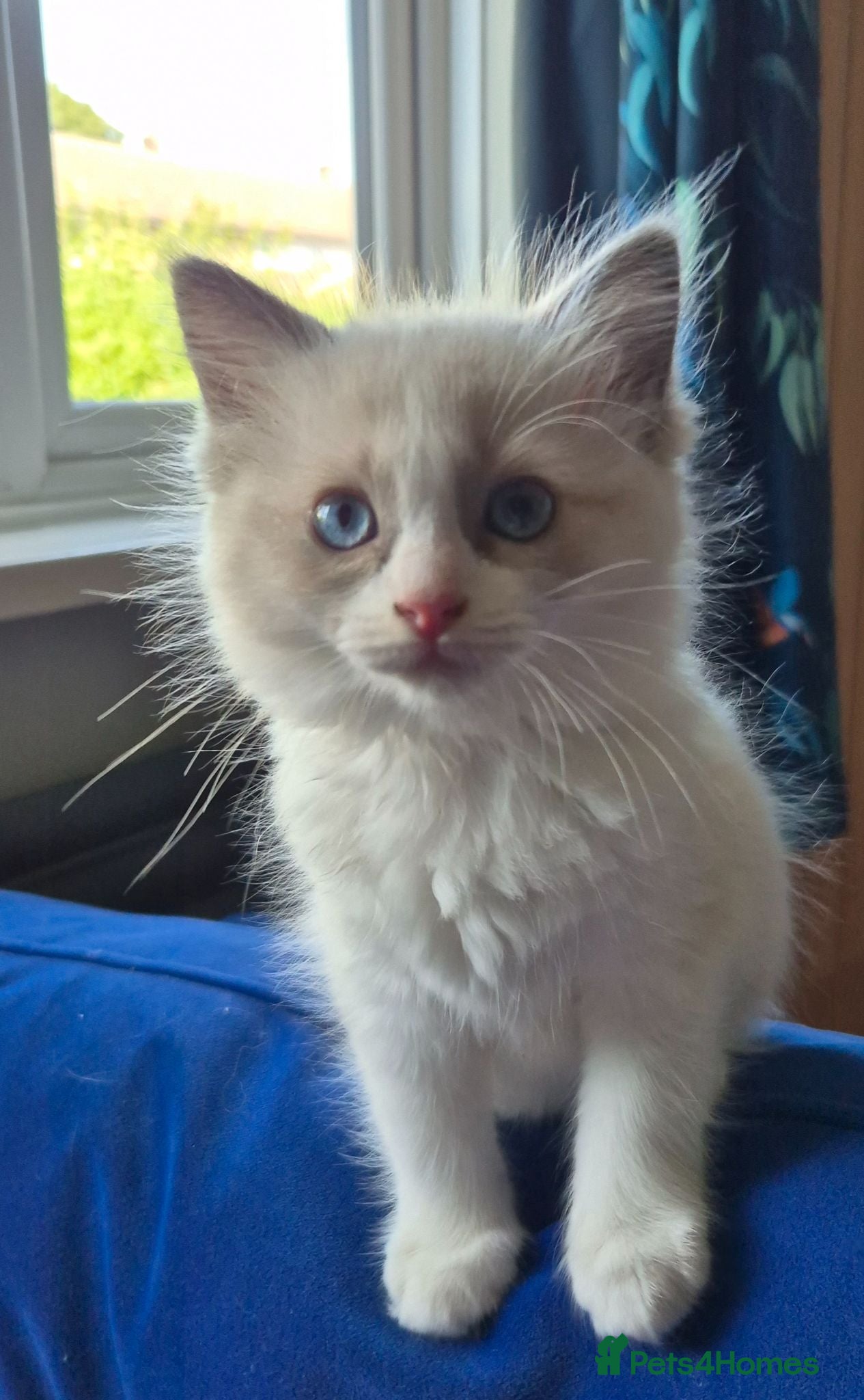 Ragdoll cats Beautiful Bi-Colour Ragdoll's - Advert 1