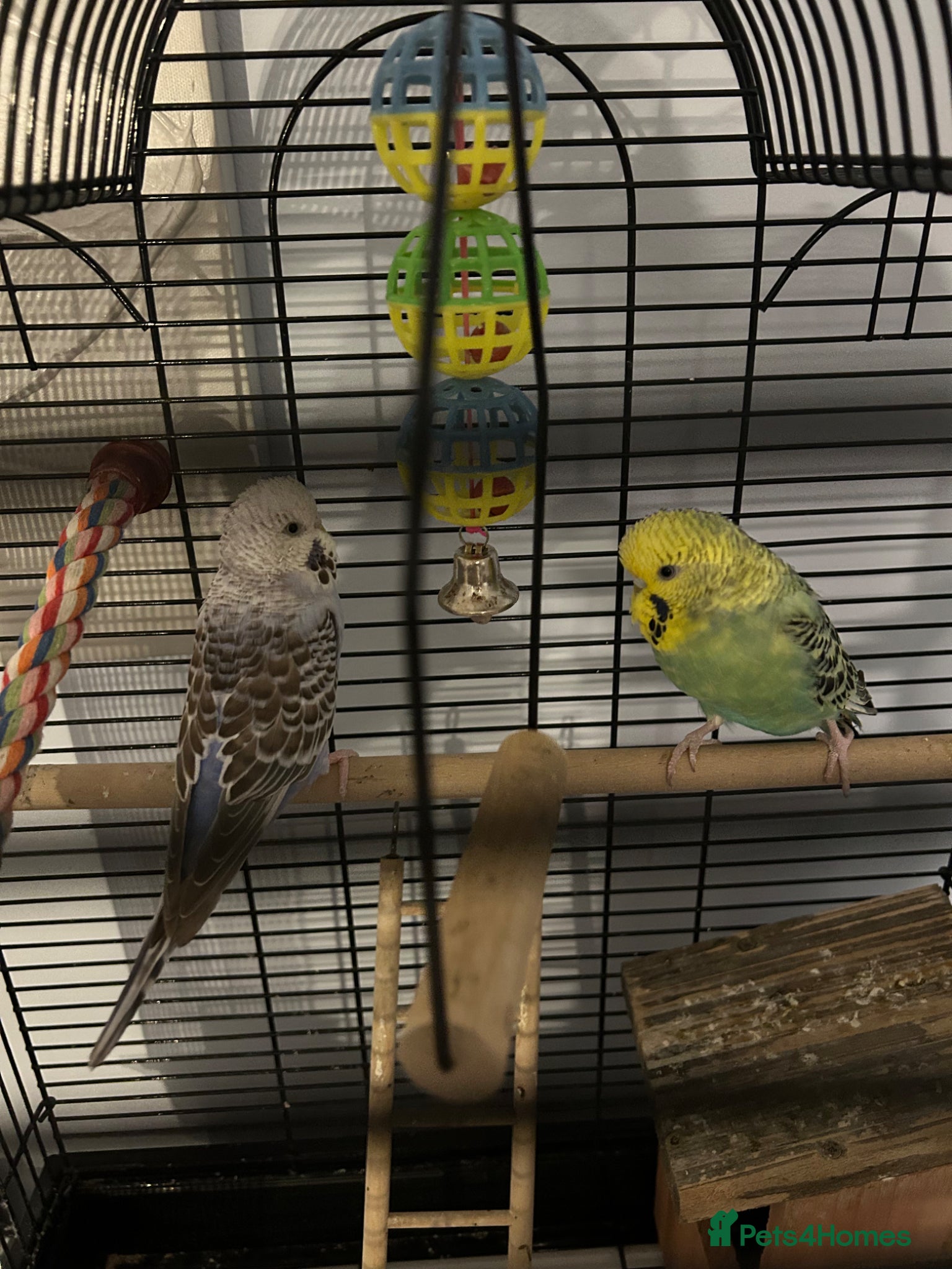 Budgerigars birds X2 budgies for sale - Advert 1
