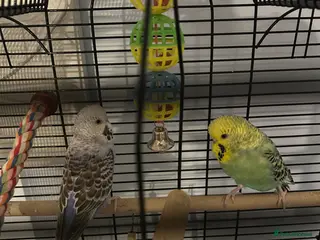 Budgerigars birds X2 budgies for sale - Advert 1
