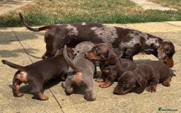 Miniature Dachshund dogs for sale: KC Registered Miniature Dachshund Puppies For Sale - Image 1
