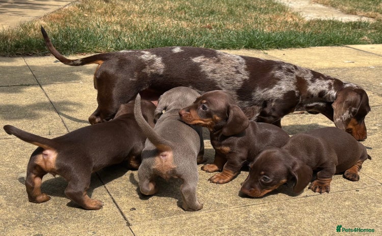 Miniature Dachshund dogs - Advert 13