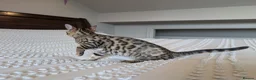 Bengal cats for sale: 🖤🩶🤍 BEAUTIFUL BENGAL KITTENS 🤍🩶🖤 - Advert 10