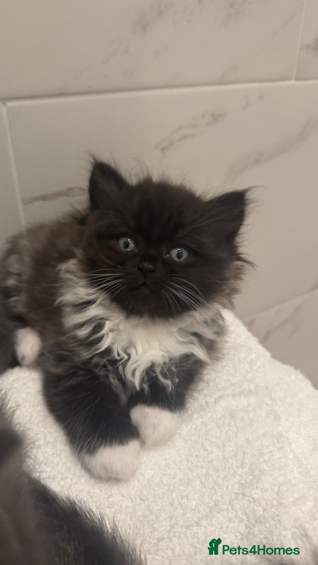 British Shorthair cats Lovely kittens are ready to find their home  - Advert 2