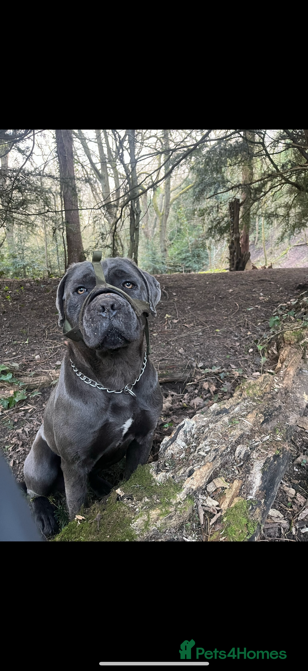 Cane Corso dogs for sale: 2 Year Old Female Cane Corso  - Image 2
