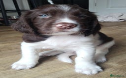 English Springer Spaniel dogs for sale: 🐾Beautiful KC Registered ES Spaniel Puppies🐾 - Image 22
