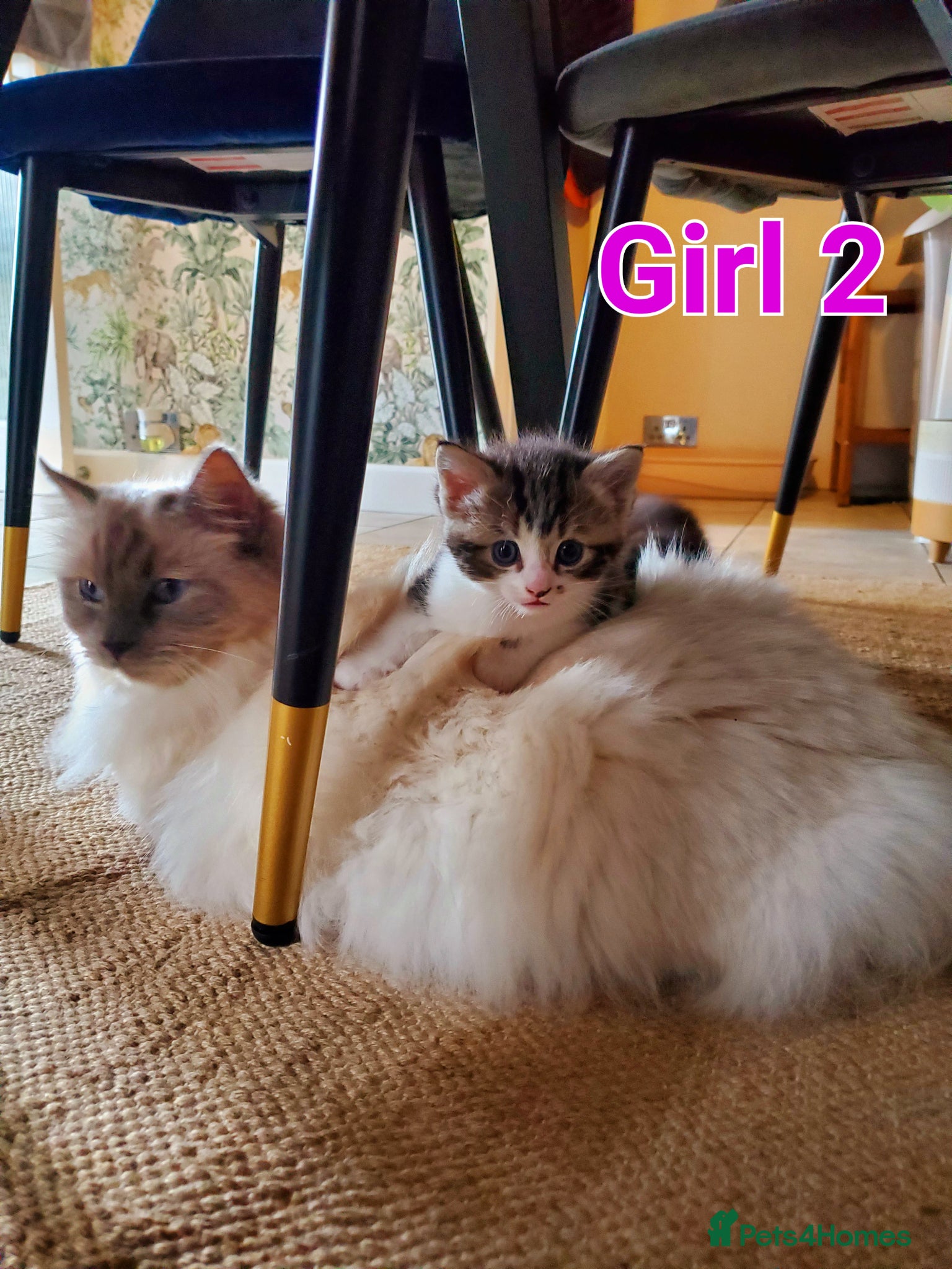 Mixed Breed cats Half Pedigree kittens - Advert 4