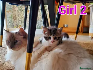 Mixed Breed cats Half Pedigree kittens - Advert 9