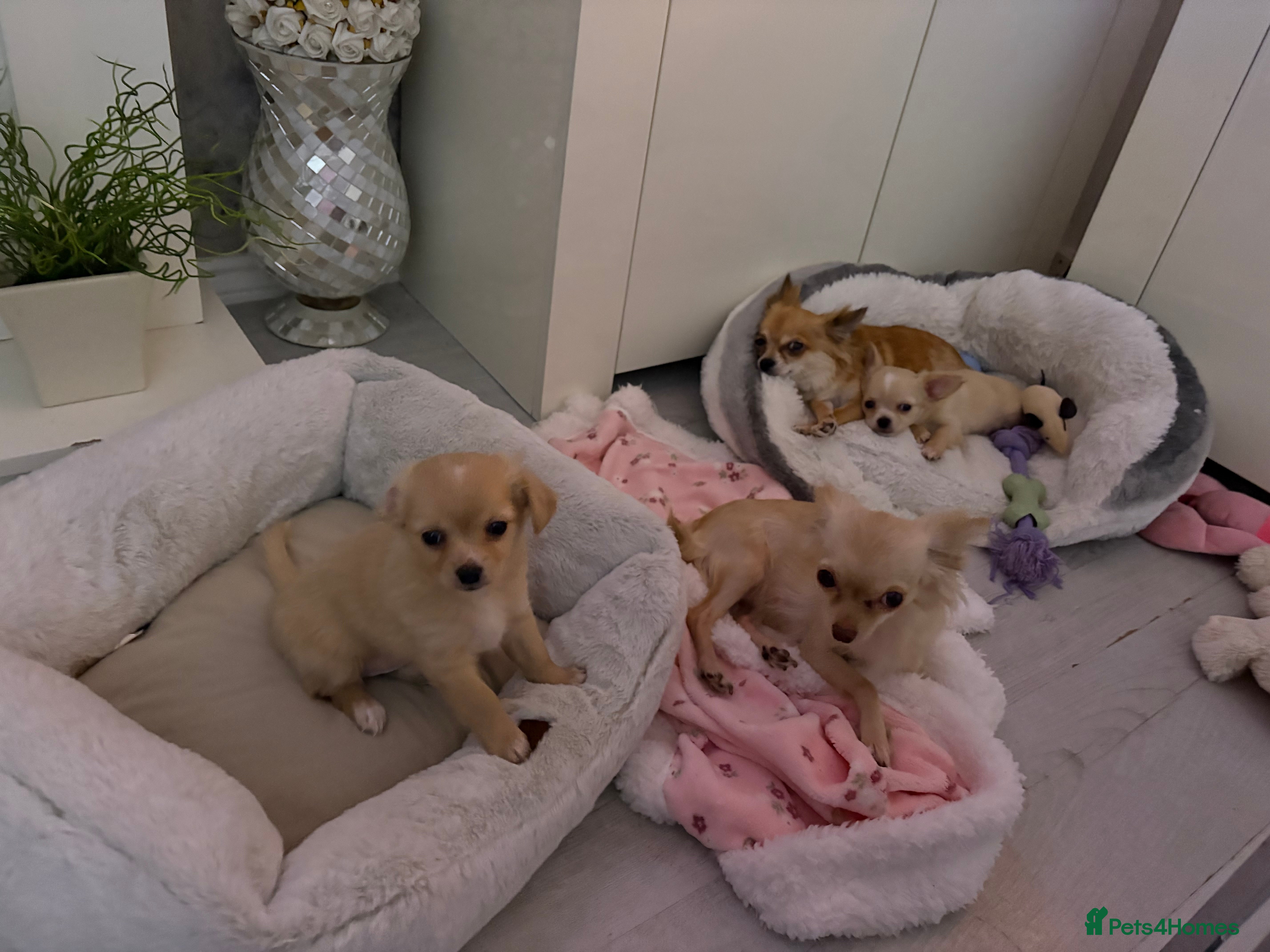 Chihuahua dogs Beautiful teacup chihuahua girls - Advert 2