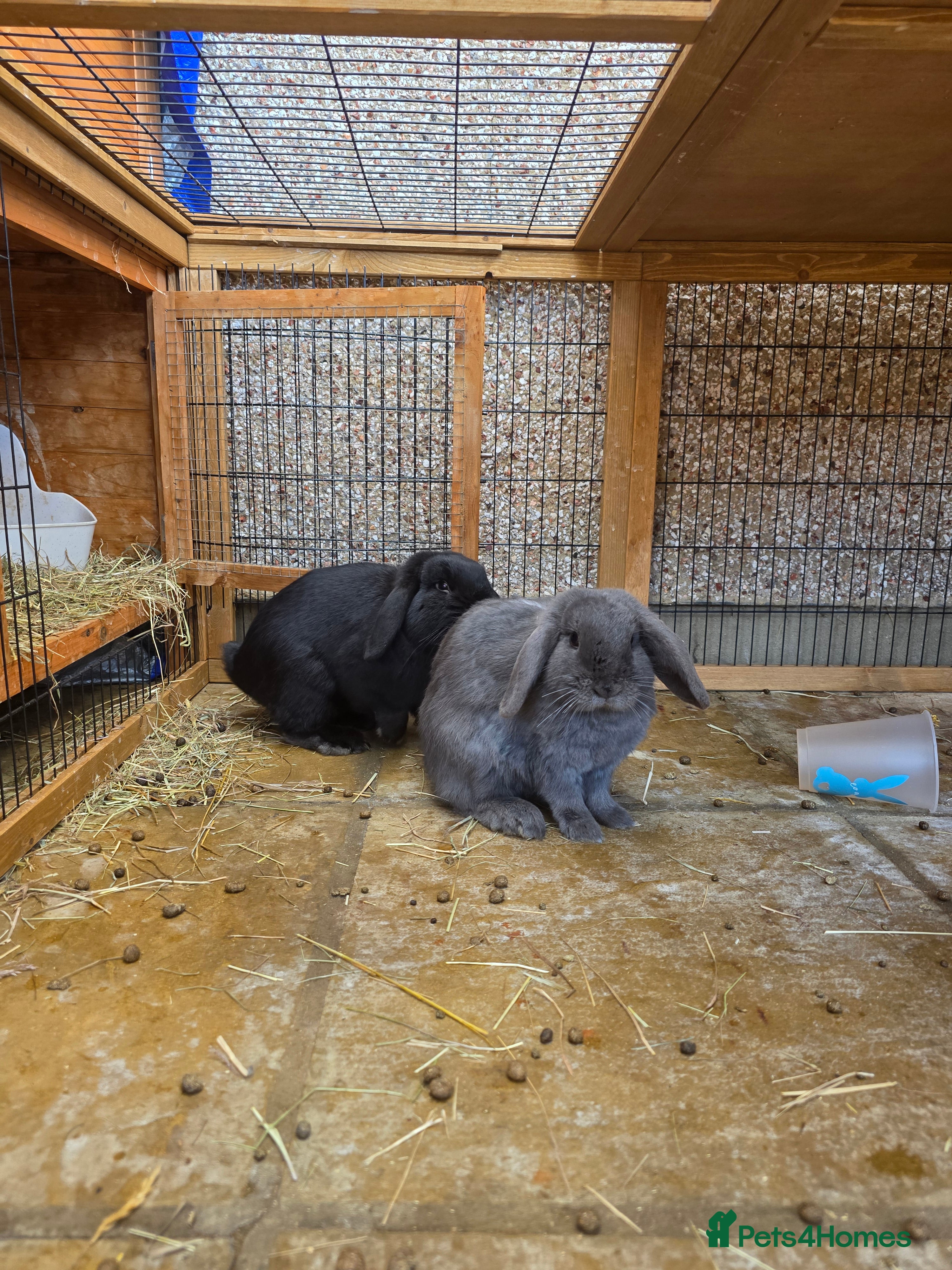 English Lop rabbits English lops rabbits 2 adults 2 babies - Advert 1