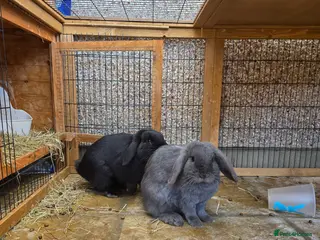 English Lop rabbits English lops rabbits 2 adults 2 babies - Advert 1