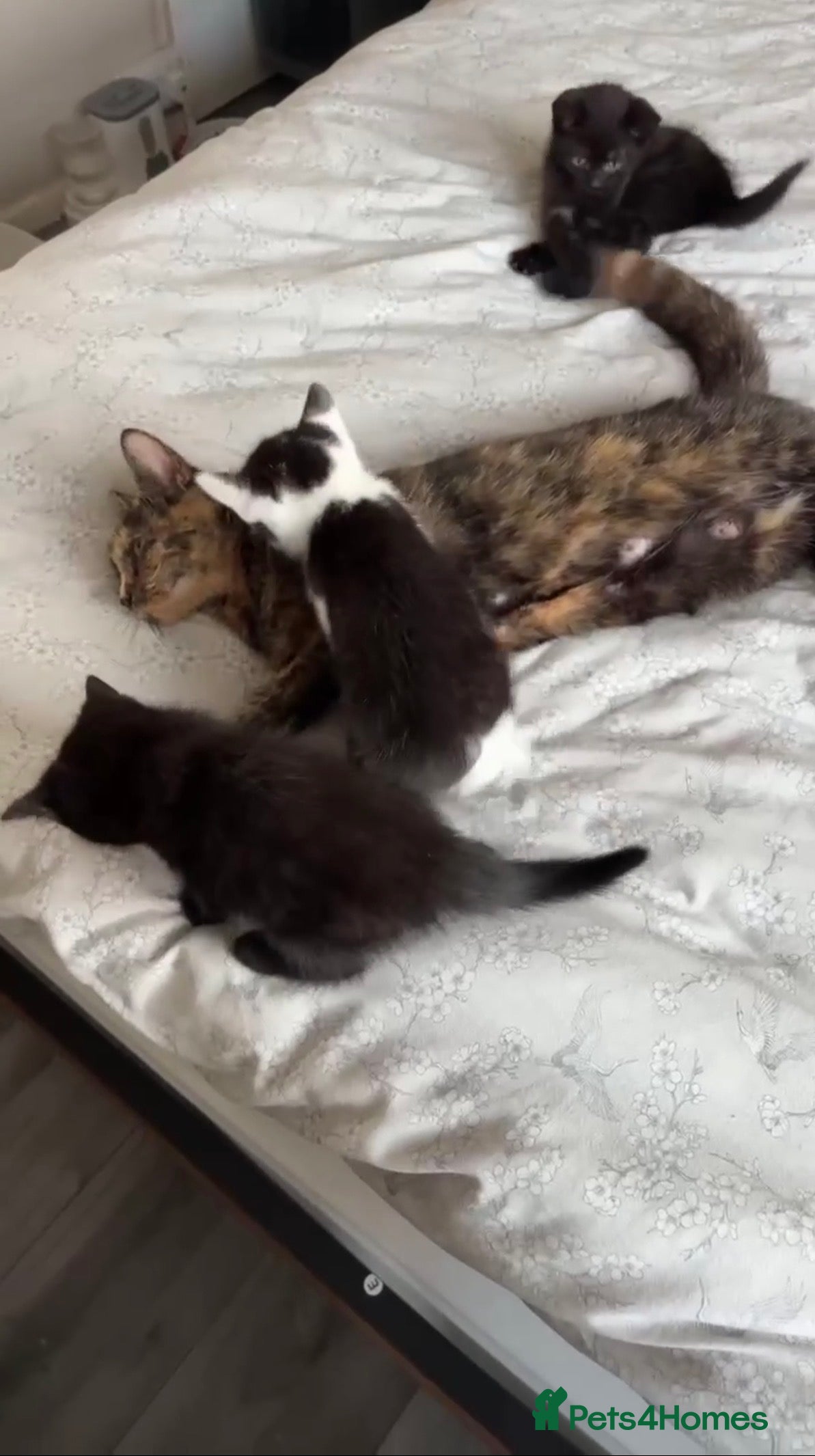 Mixed Breed cats Black 10 week old kitten - Advert 2