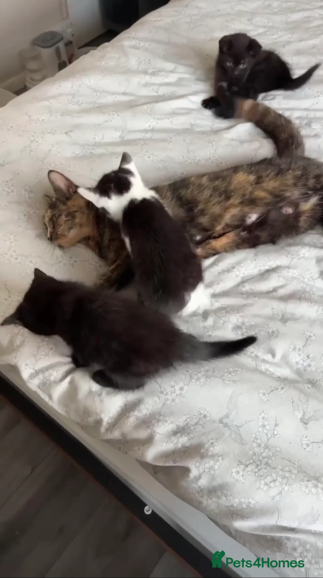Mixed Breed cats for sale: Black 10 week old kitten in Hayle - Advert 1