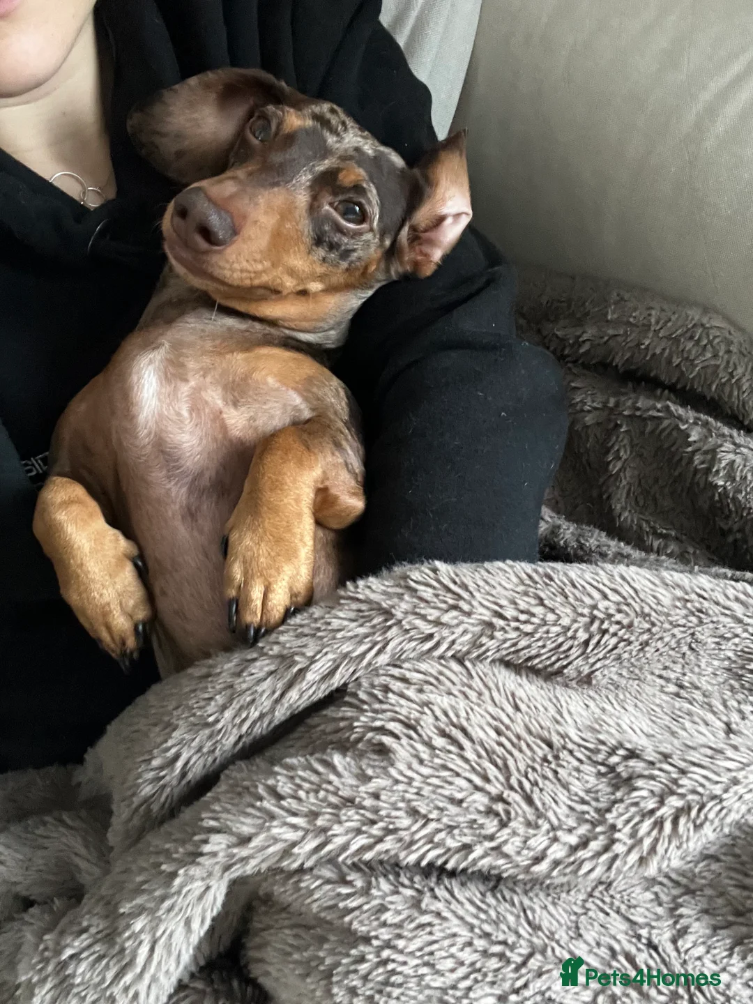 Miniature Dachshund dogs for sale: Hazel seeks new lap - Advert 9