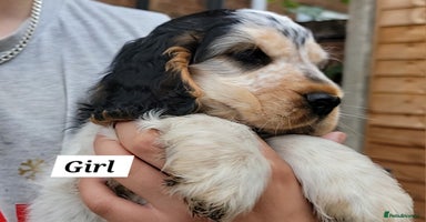Cocker Spaniel dogs - Advert 9