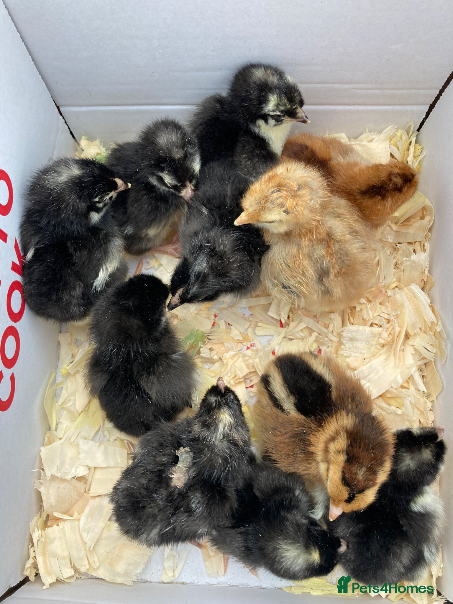 Chickens poultry Rainbow chicks  - Advert 2