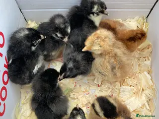 Chickens poultry Rainbow chicks - Advert 2
