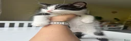 Mixed Breed cats for sale: British short hair mixed kitten in Birmingham - Advert 2