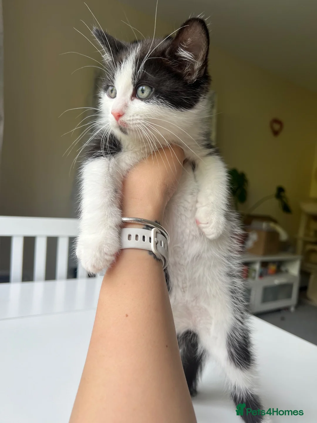 Mixed Breed cats for sale: British short hair mixed kitten in Birmingham - Advert 2