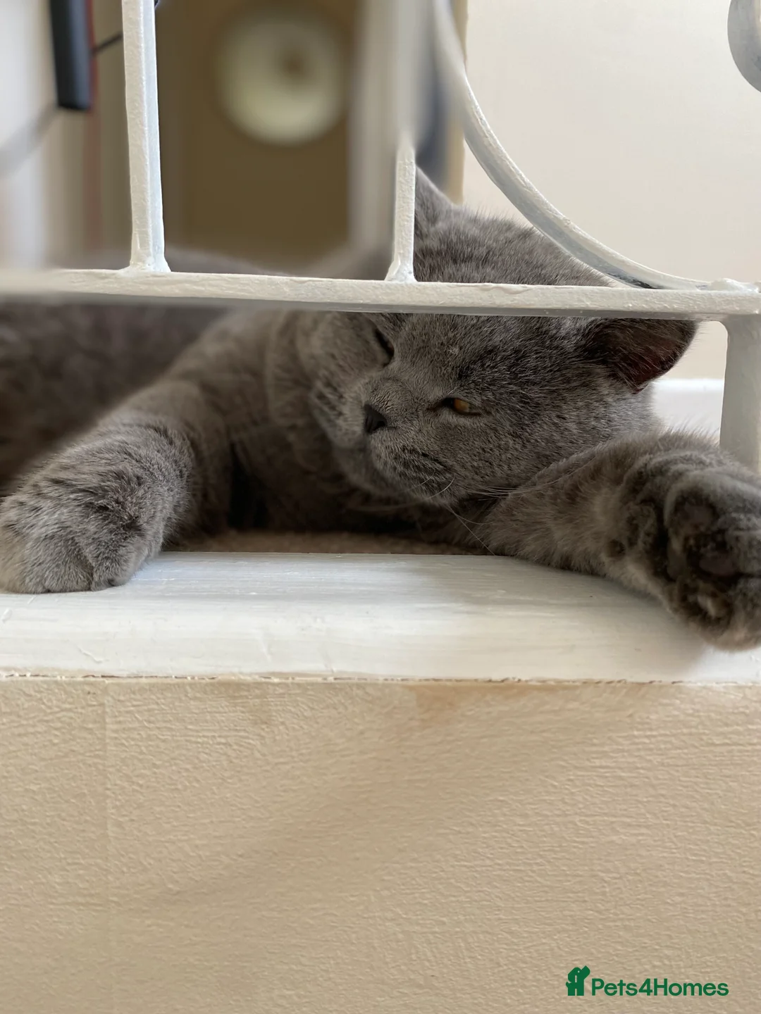 British Shorthair cats for stud: British Shorthair Fluffy Stud  in Colchester - Advert 6