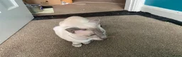 Siamese cats for sale: Lilac point & chocolate point kittens  in Leicester - Advert 6