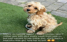 Cavapoo dogs for sale: Stunning litter of cavapoos - Image 23
